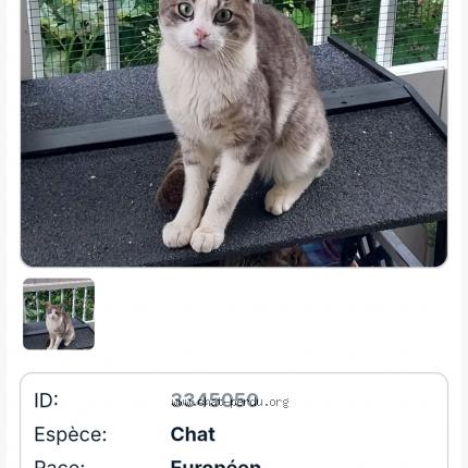 Photo 2/2 Chat retrouvé Perdu à Souillac