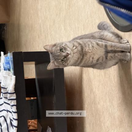 Photo 1/1 Boo Chat perdu à Auch