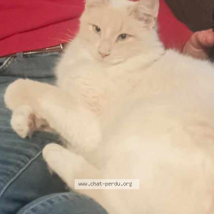 Photo 1/1 Uno Chat perdu à La chapelle aux filtzmeens