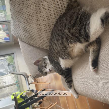 Photo 1/1 Chat retrouvé Perdu à Bagneres De Bigorre