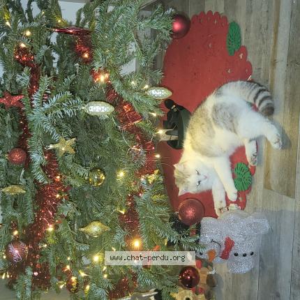 Photo 1/1 Minouche Chat perdu à Woustviller