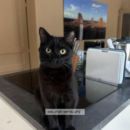 Photo de chat perdu à Enghien Les Bains