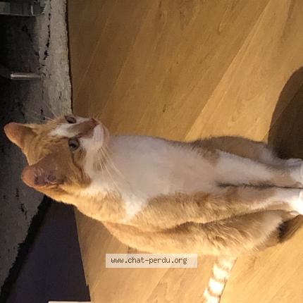 Photo de chat perdu à Toulouse