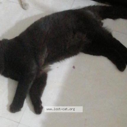 Photo 1/1 Abyss Chat perdu à Lahore cantt