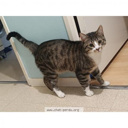 Photo de chat perdu à Jouy Le Moutier