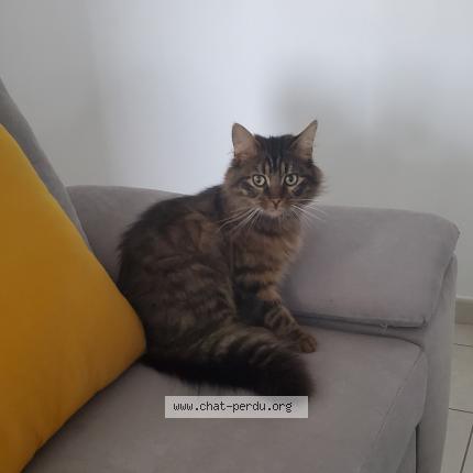 Photo de chat perdu à Pontault Combaut