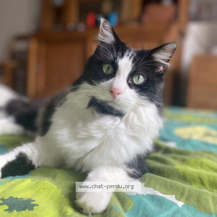 Photo 1/1 Chat retrouvé Perdu à Narbonne