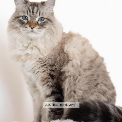 Photo de chat perdu à Issy Les Moulineaux
