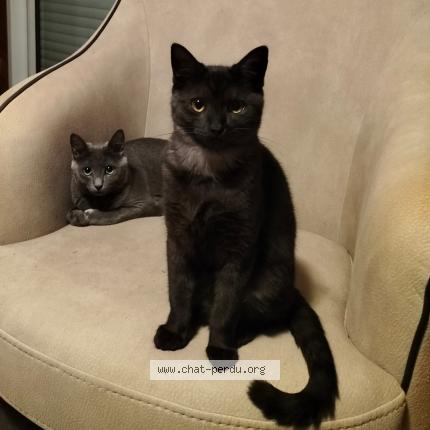 Photo de chat perdu à Montbert