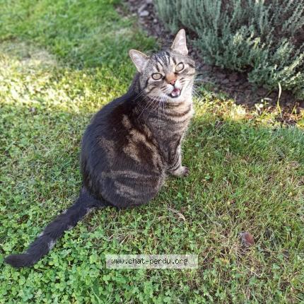 Photo 1/1 Lucky Chat perdu à Appoigny