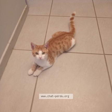 Photo de chat perdu à Lourdes