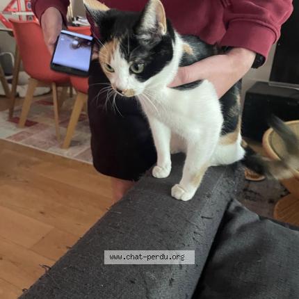 Photo de chat trouvé à Neuilly Sur Seine