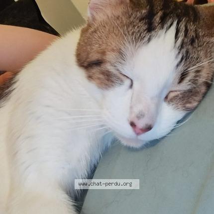 Photo de chat perdu à Bedarrides