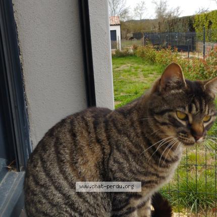 Photo 1/1 Chat retrouvé Perdu à Rousson