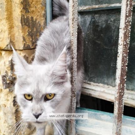 Photo 1/1 Chat retrouvé Trouvé à Nevers