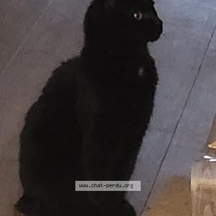 Photo 1/1 Noisette Chat perdu à Serres