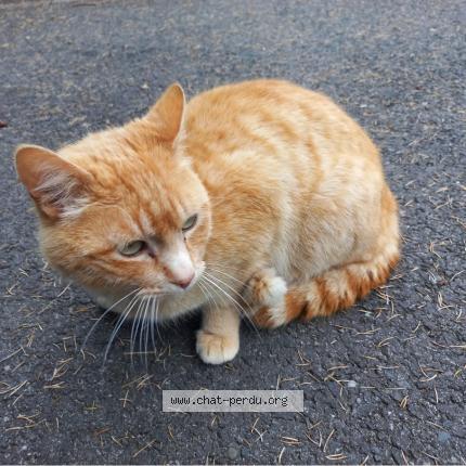 Photo 2/2 Chat retrouvé Trouvé à Dax