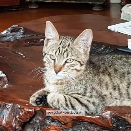 Photo 1/1 Chat retrouvé Perdu à Martigny