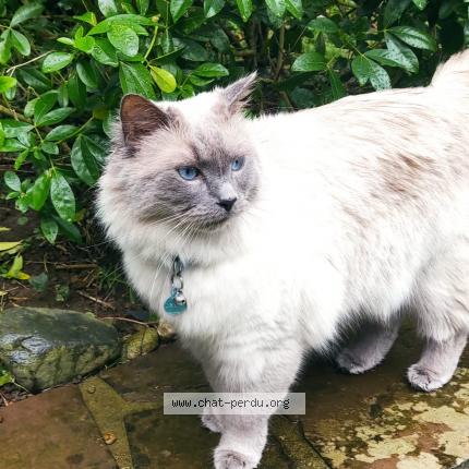 Photo 1/1 Rio Chat perdu à Blainville sur mer