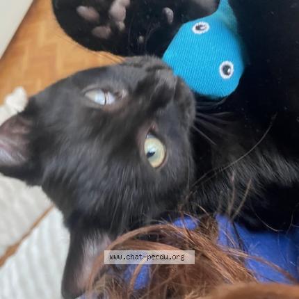 Photo de chat perdu à Paris
