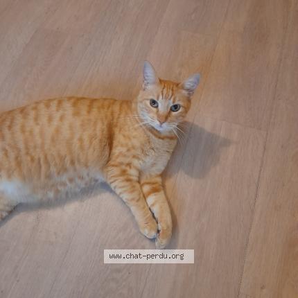 Photo de chat perdu à Guethary