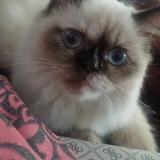 Photo de chat perdu à Coimbatore