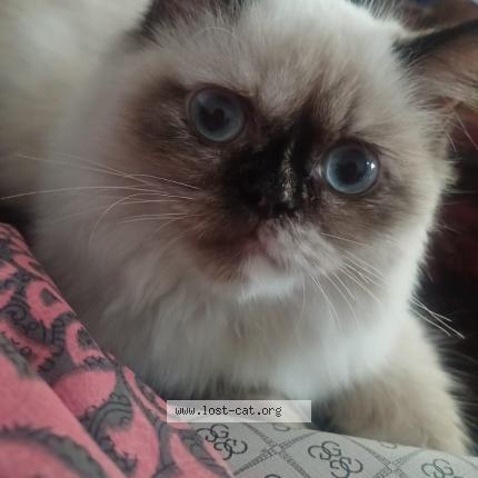 Photo 1/1 Bloofy Chat perdu à Coimbatore