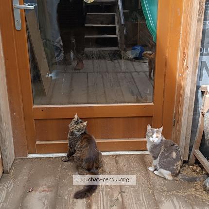 Photo 1/1 Ali Chat perdu à St arey