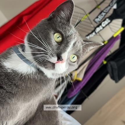 Photo de chat perdu à Saint James