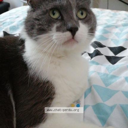 Photo 1/1 Mousseron Chat perdu à Auchel