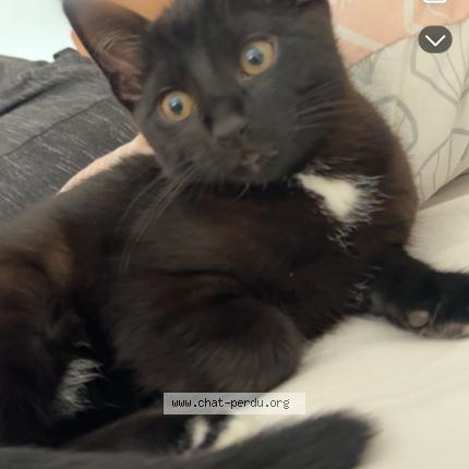 Photo 1/1 hermes Chat perdu à Oyonnax