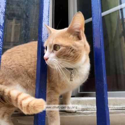 Photo 1/3 Chuleta Chat perdu à Begles