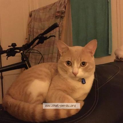 Photo 2/3 Chuleta Chat perdu à Begles