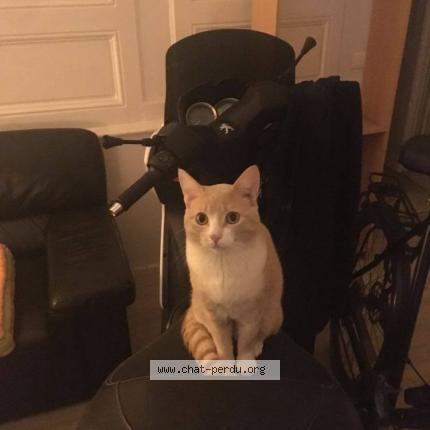 Photo 3/3 Chuleta Chat perdu à Begles