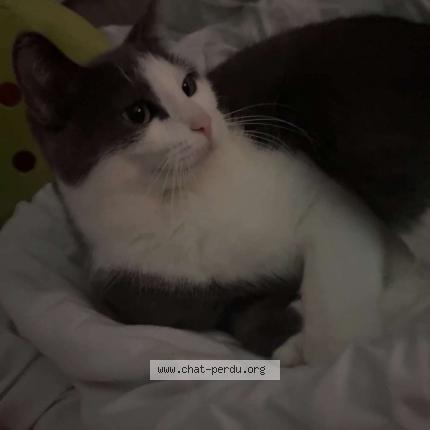 Photo de chat perdu à Reims