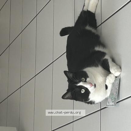 Photo 1/1 Luna Chat perdu à Sciez