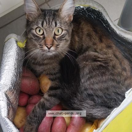 Photo 1/1 Max Chat perdu à Wallers