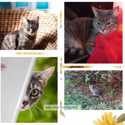 Photo de chat perdu à Laz