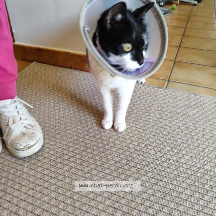 Photo 1/3 Chat retrouvé Trouvé à Le Vigen