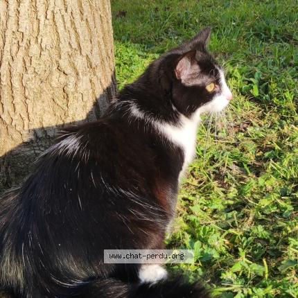 Photo 1/1 Chat retrouvé Perdu à Agen