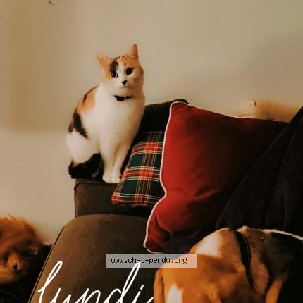 Photo 1/1 Poppy Chat perdu à Venissieux