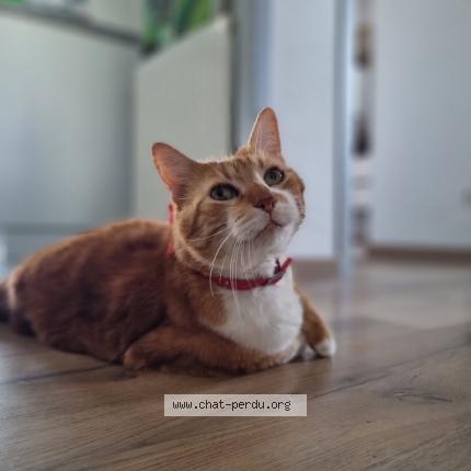 Photo de chat perdu à Altkirch