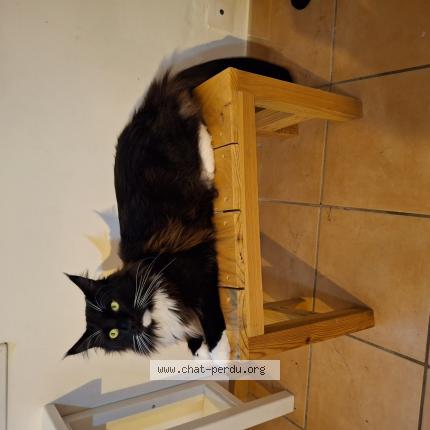 Photo de chat perdu à Saint Denis De Pile