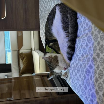 Photo de chat perdu à Vert Le Grand