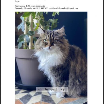 Photo de chat perdu à Montpellier