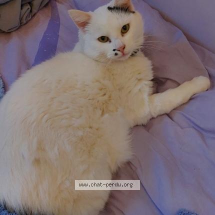 Photo 1/1 Moon Chat perdu à Yerres