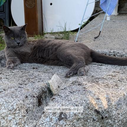 Photo de chat perdu à Longvic
