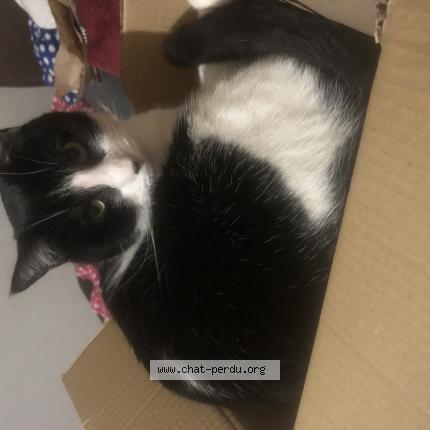 Photo 1/1 Simba Chat perdu à Thourotte