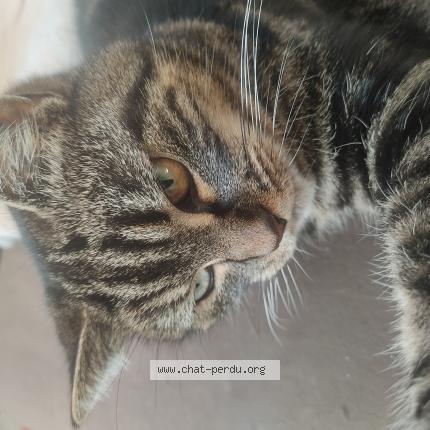Photo de chat perdu à Saint Pryve Saint Mesmin