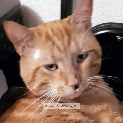 Photo 1/1 ISIDORE Chat perdu à Marseille